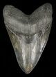 Serrated, Fossil Megalodon Tooth - Gigantic Tooth #58470-1